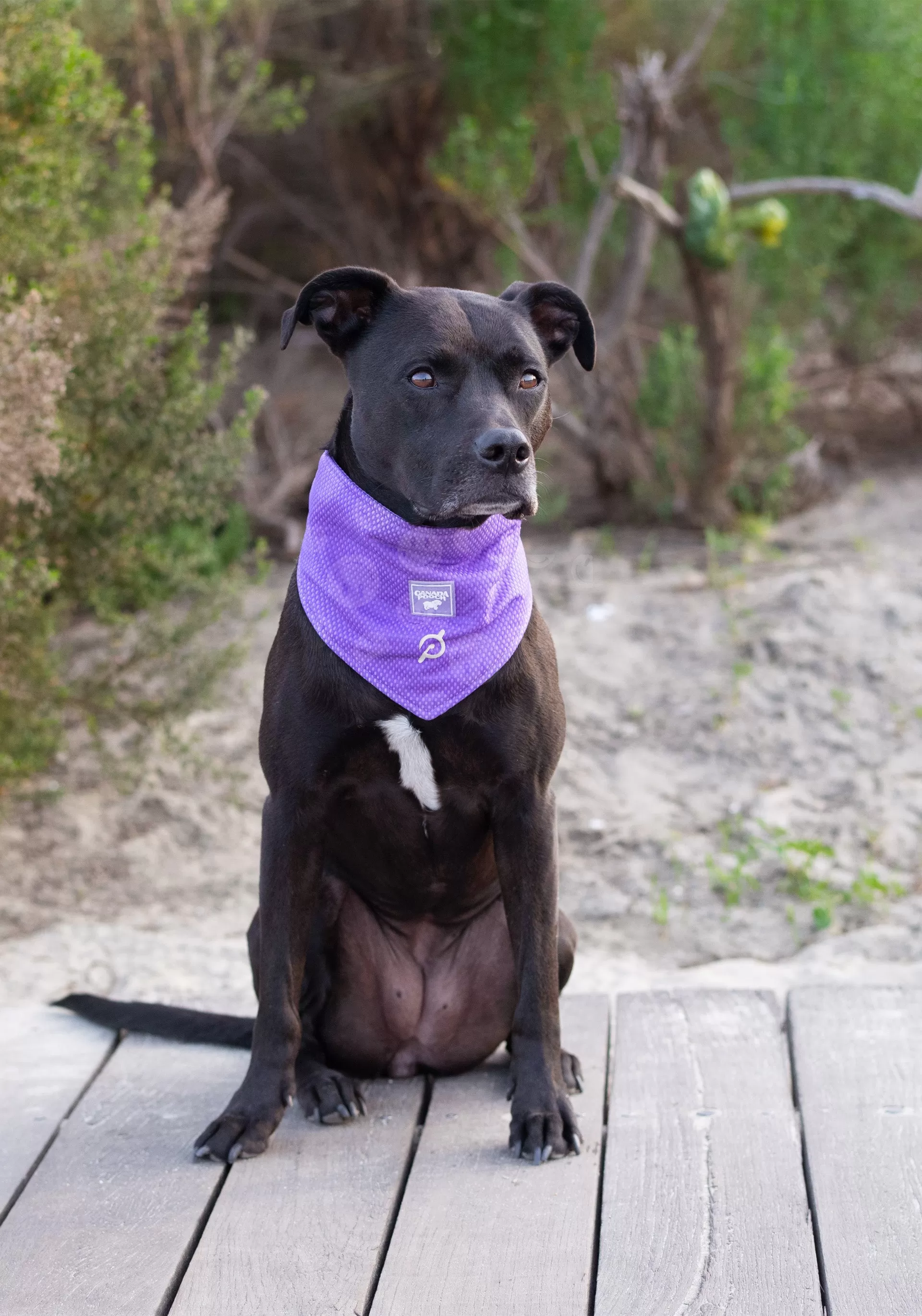 Peloton x Canada Pooch Wet Reveal Cooling Bandana