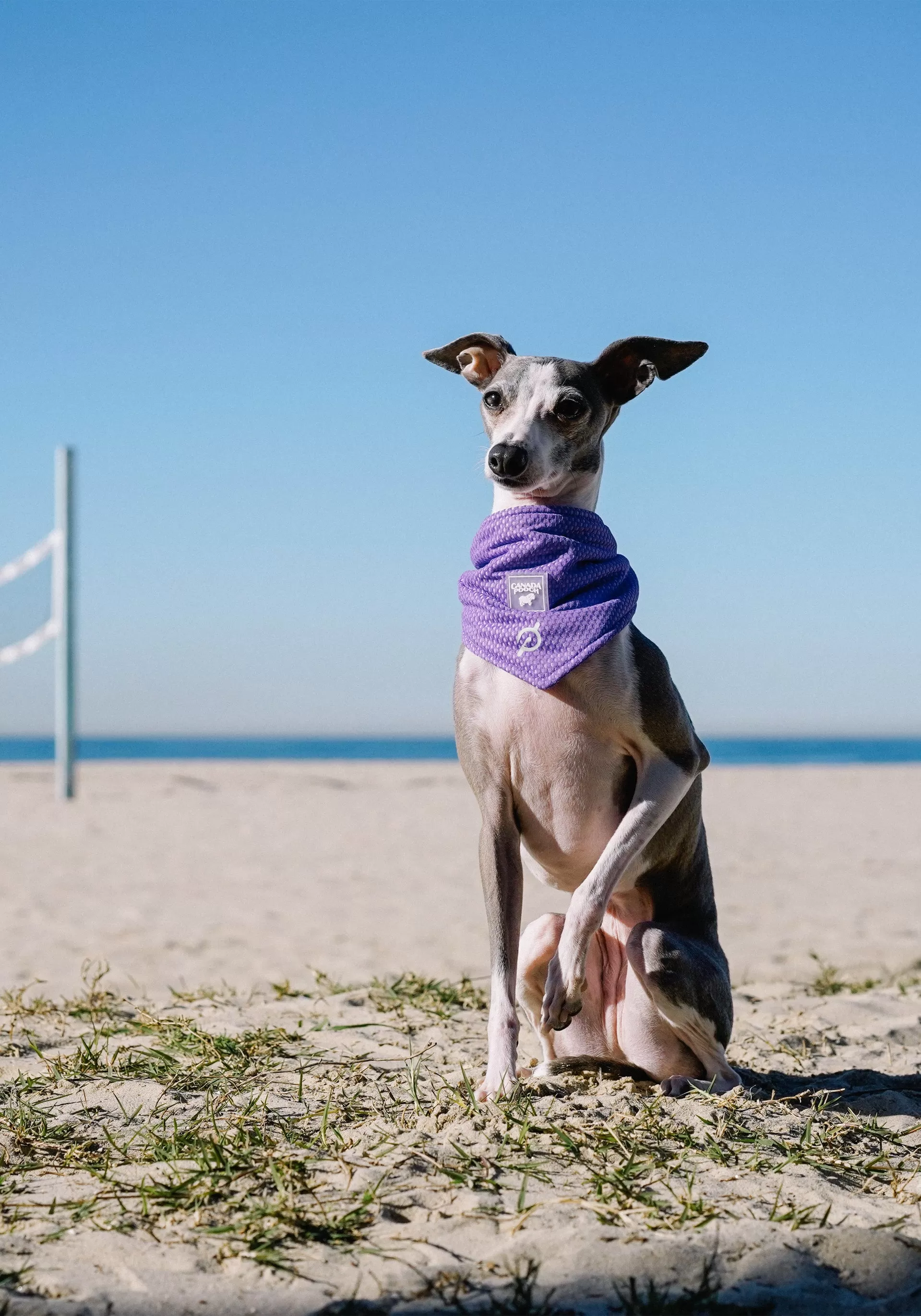 Peloton x Canada Pooch Wet Reveal Cooling Bandana